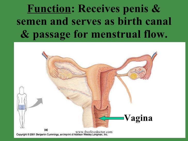 the function of the penis Tranny dildo tube